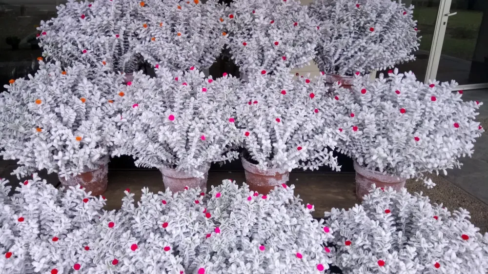 pots de fleurs