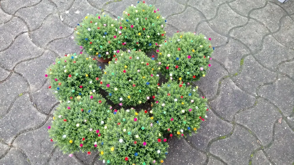 touffes de fleurs