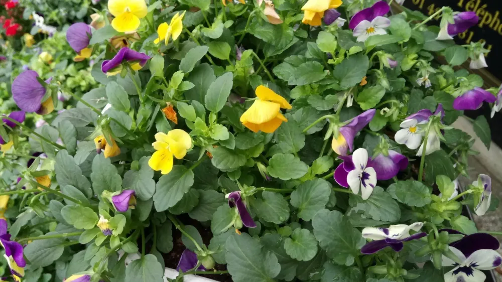fleurs